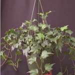 Hedera Helix (english ivy)