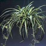Chlorophytum (spider plant)